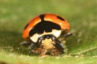 Ceratomegilla undecimnotata