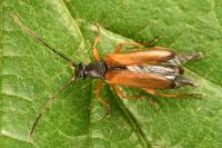 Alosterna tabacicolor