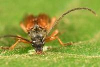 Alosterna tabacicolor