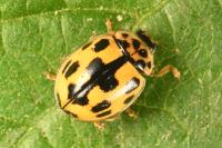 Propylea quatuordecimpunctata