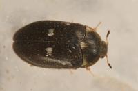 Attagenus pellio