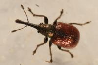 Tatianaerhynchites aequatus