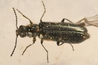 Dasytes aeratus