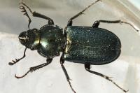Platycerus caraboides