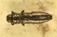Aphanisticus emarginatus