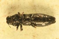 Aphanisticus emarginatus