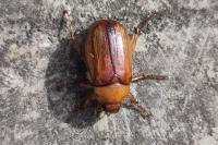 Rhizotrogus aestivus