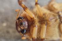 Rhizotrogus aestivus