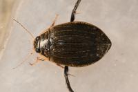 Acilius sulcatus