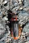 Cantharis rustica