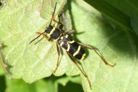Clytus arietis