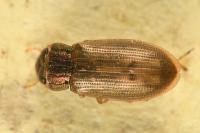 Helophorus griseus