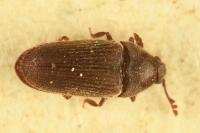 Trixagus leseigneuri