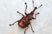 Rhynchites auratus