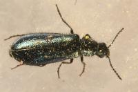 Dasytes caeruleus