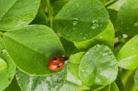 Adalia bipunctata