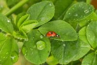 Adalia bipunctata