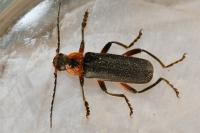 Cantharis rustica