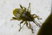 Curculio