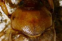 Rhizotrogus