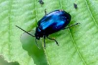 Agelastica alni