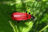 Pyrochroa coccinea