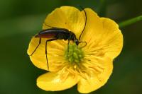 Rutpela nigra