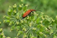 Pyrochroa serraticornis