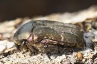 Potosia cuprea