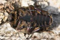 Potosia cuprea