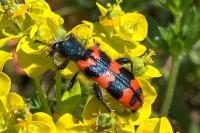 Trichodes alvearius