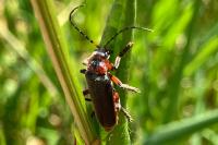 Cantharis rustica