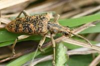 Rhagium sycophanta