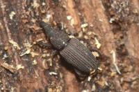 Dryophthorus corticalis