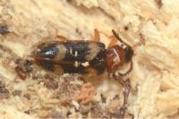 Mycetophagus fulvicollis