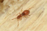 Scydmaenus hellwigii
