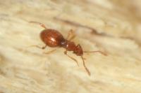 Scydmaenus hellwigii