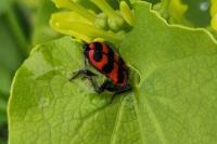 Trichodes alvearius