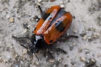 Clytra laeviuscula