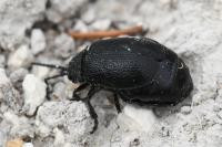 Galeruca tanaceti