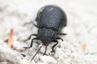 Galeruca tanaceti