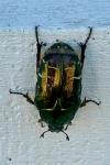 Cetonia aurata