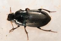 Harpalus dimidiatus