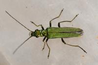 Oedemera nobilis