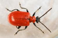 Lilioceris lilii