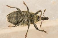 Larinus carlinae