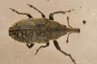 Larinus carlinae