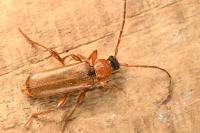 Phymatodes testaceus