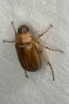 Amphimallon