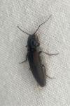 Athous haemorrhoidalis